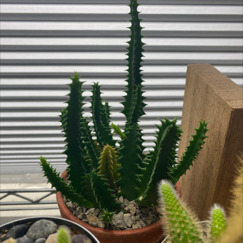 Photo of the plant species Lifesaver Cactus by @jershwer named Huernia zebrina on Greg, the plant care app