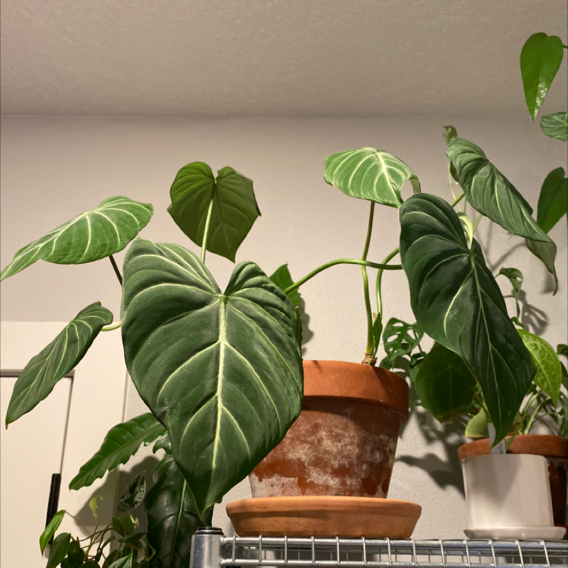 Photo of the plant species Philodendron gloriosum by @jershwer named Philodendron gloriosum on Greg, the plant care app