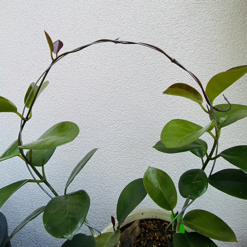 Photo of the plant species Waxvine by @jershwer named Hoya australis on Greg, the plant care app