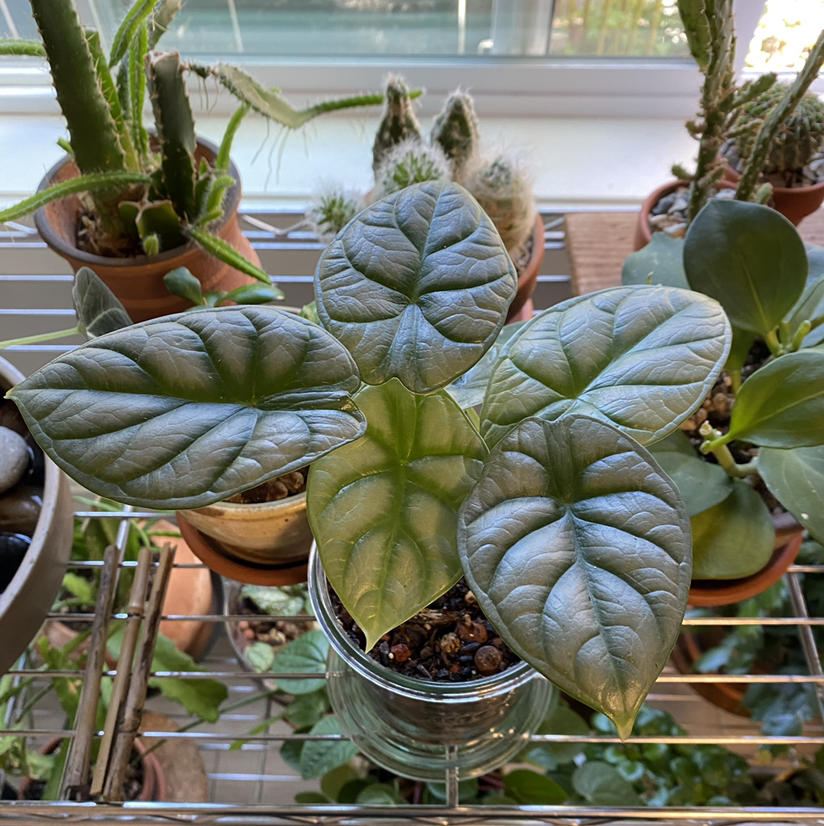 Photo of the plant species Alocasia Silver Dragon by @jershwer named Alocasia baginda on Greg, the plant care app