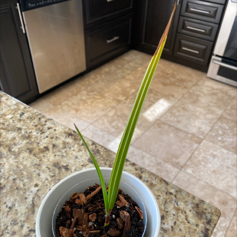 Young Date Palm plant in a small pot on a kitchen counter.