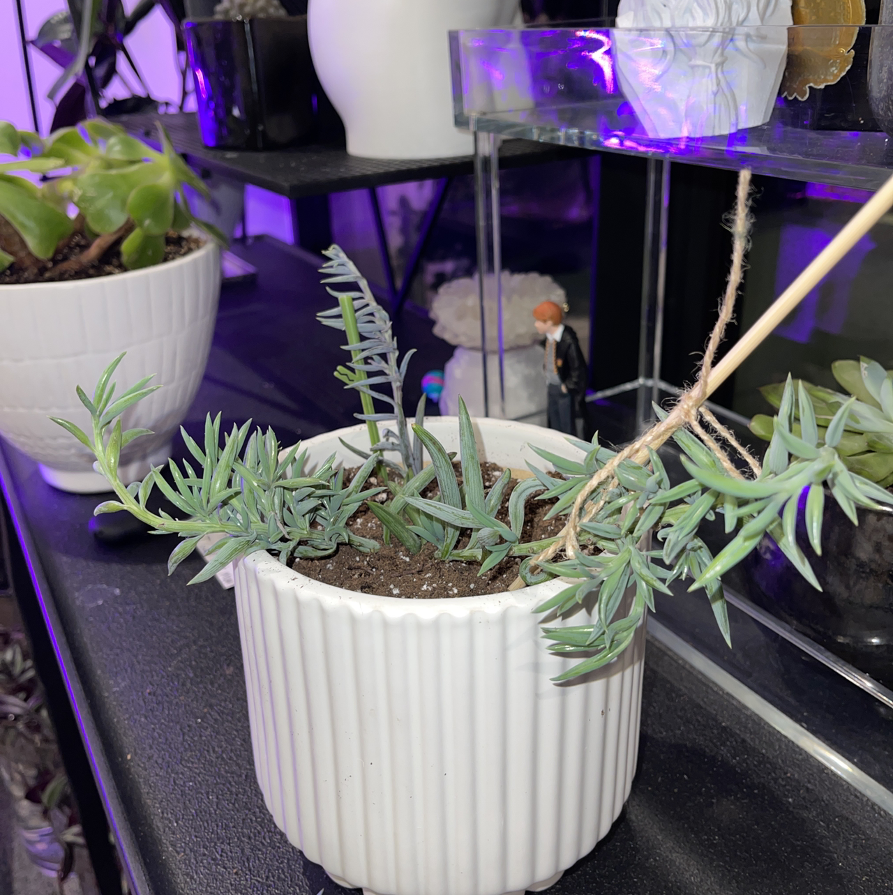 Blue Chalksticks plant in a white pot with visible soil, well-framed and in focus.