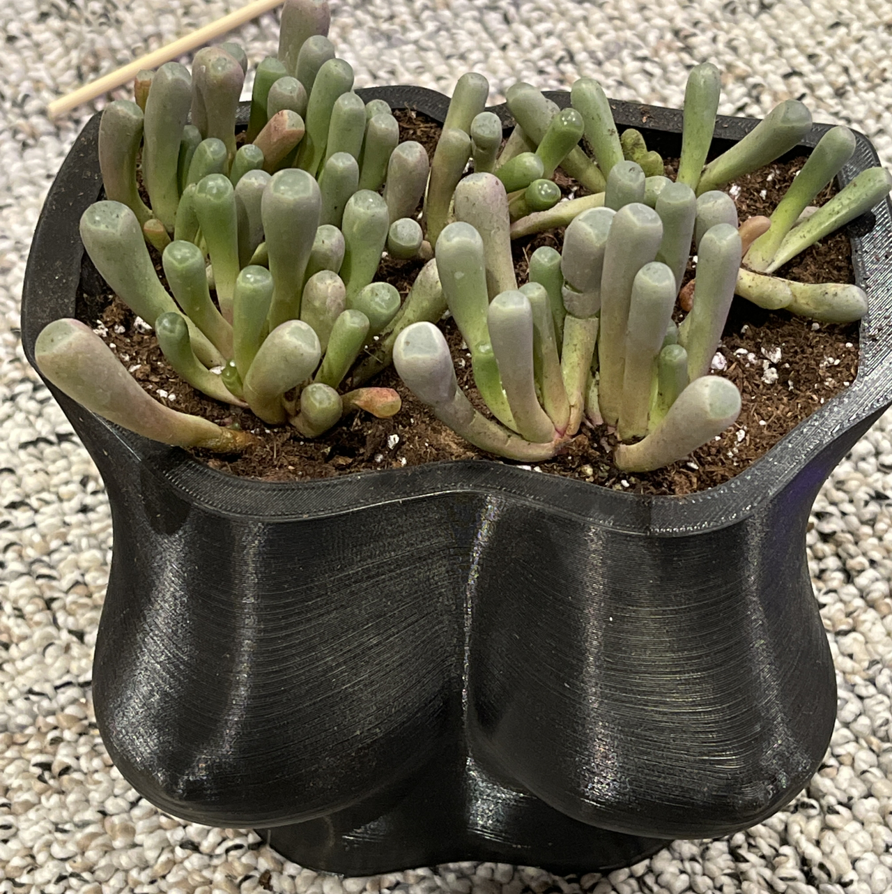Coppery Mesemb succulent in a black pot with visible soil, well-framed and in focus.