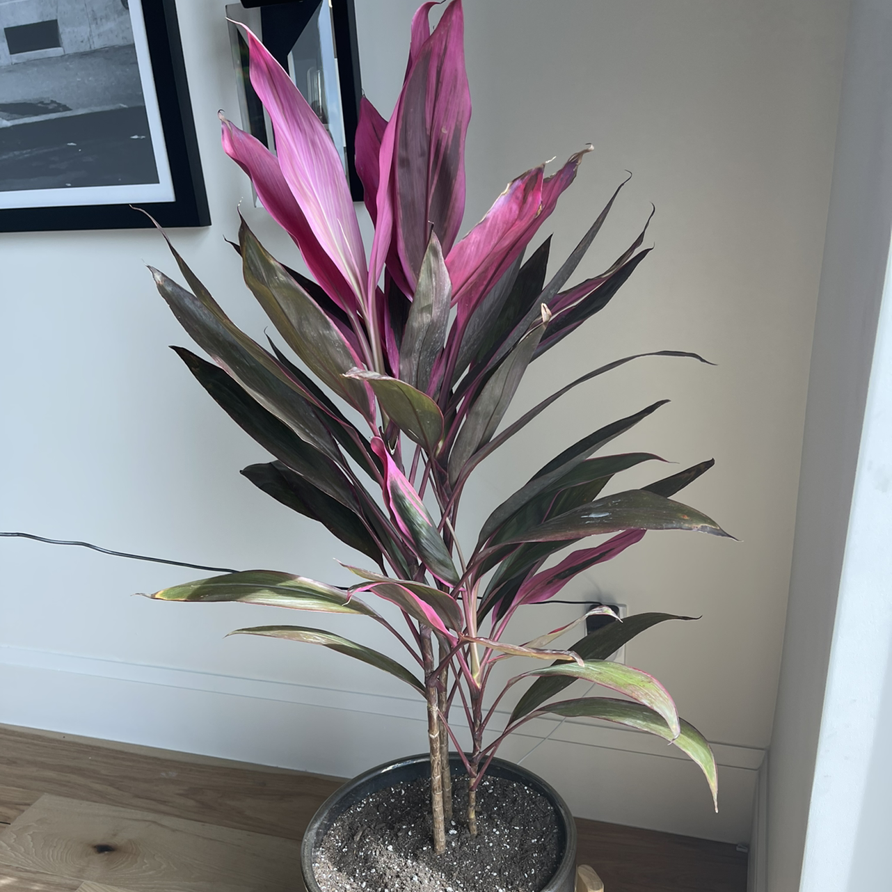 Healthy Ti Plant with vibrant pink and green foliage, in a dark textured pot, positioned indoors near framed artwork.
