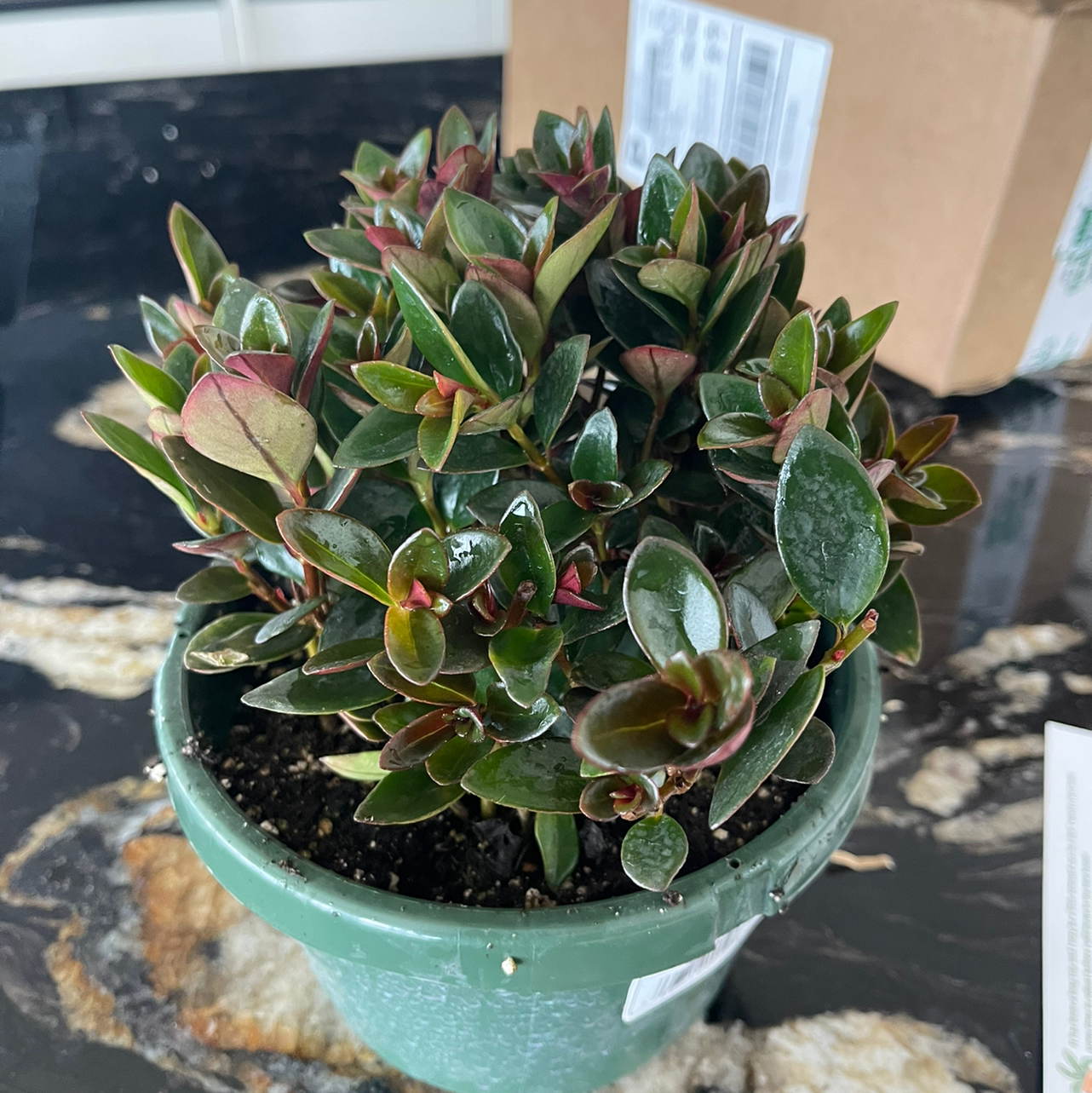 Healthy Goldfish Plant in a green pot with glossy leaves and some red tinges.