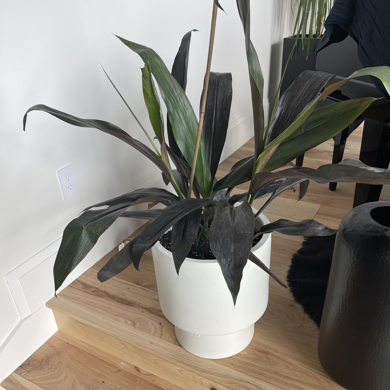 Healthy Ti Plant with glossy green and purple leaves in a white ceramic pot on a wooden floor.
