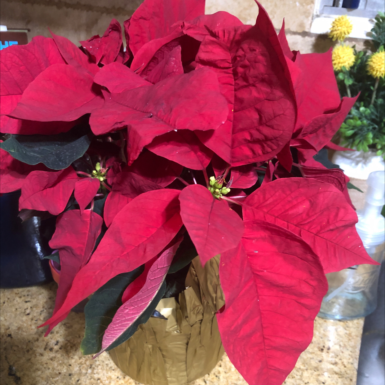 Photo of the plant species Poinsettia by @Pearness named Lady Hinata on Greg, the plant care app