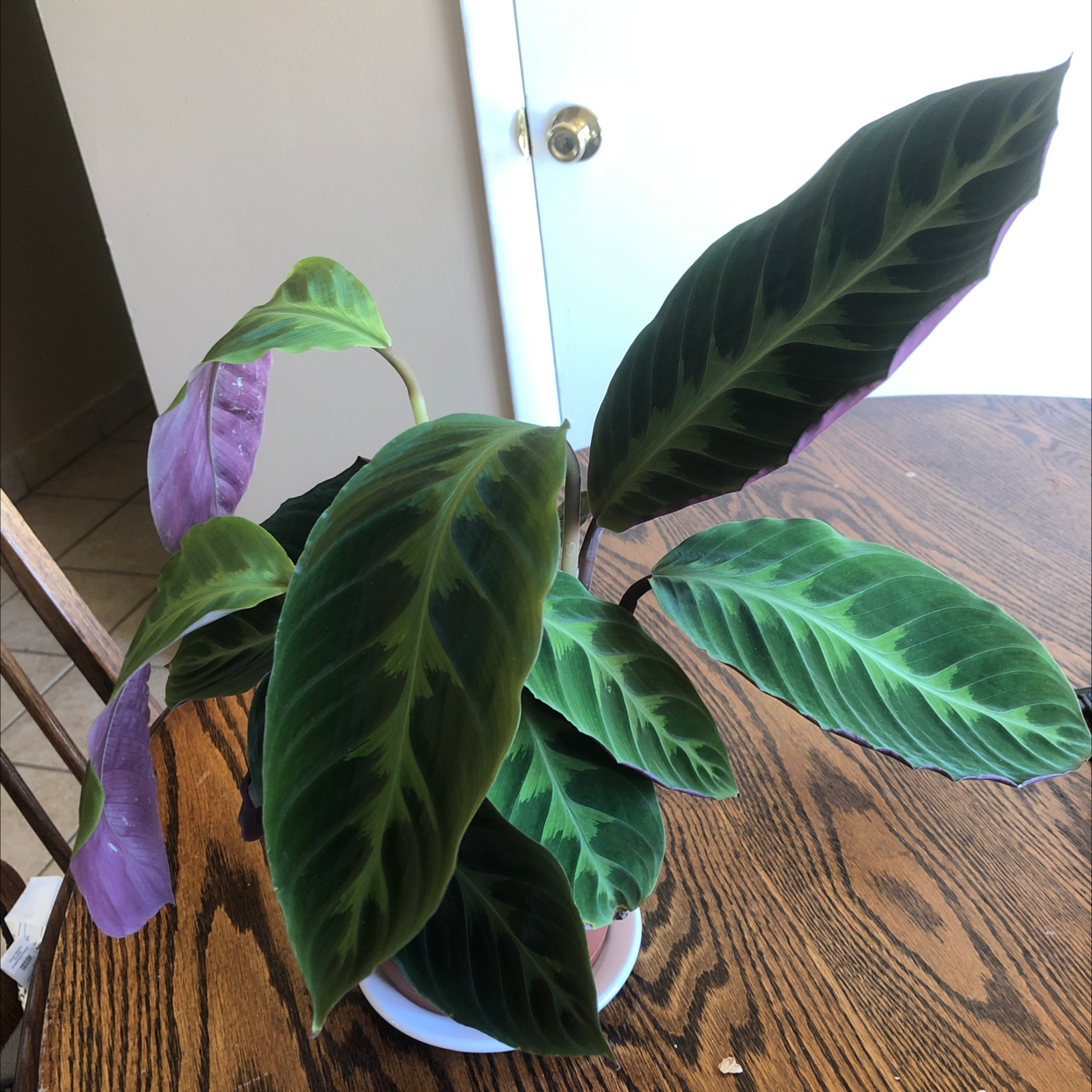 Photo of the plant species Jungle Velvet by @Pearness named Purple Urkel on Greg, the plant care app
