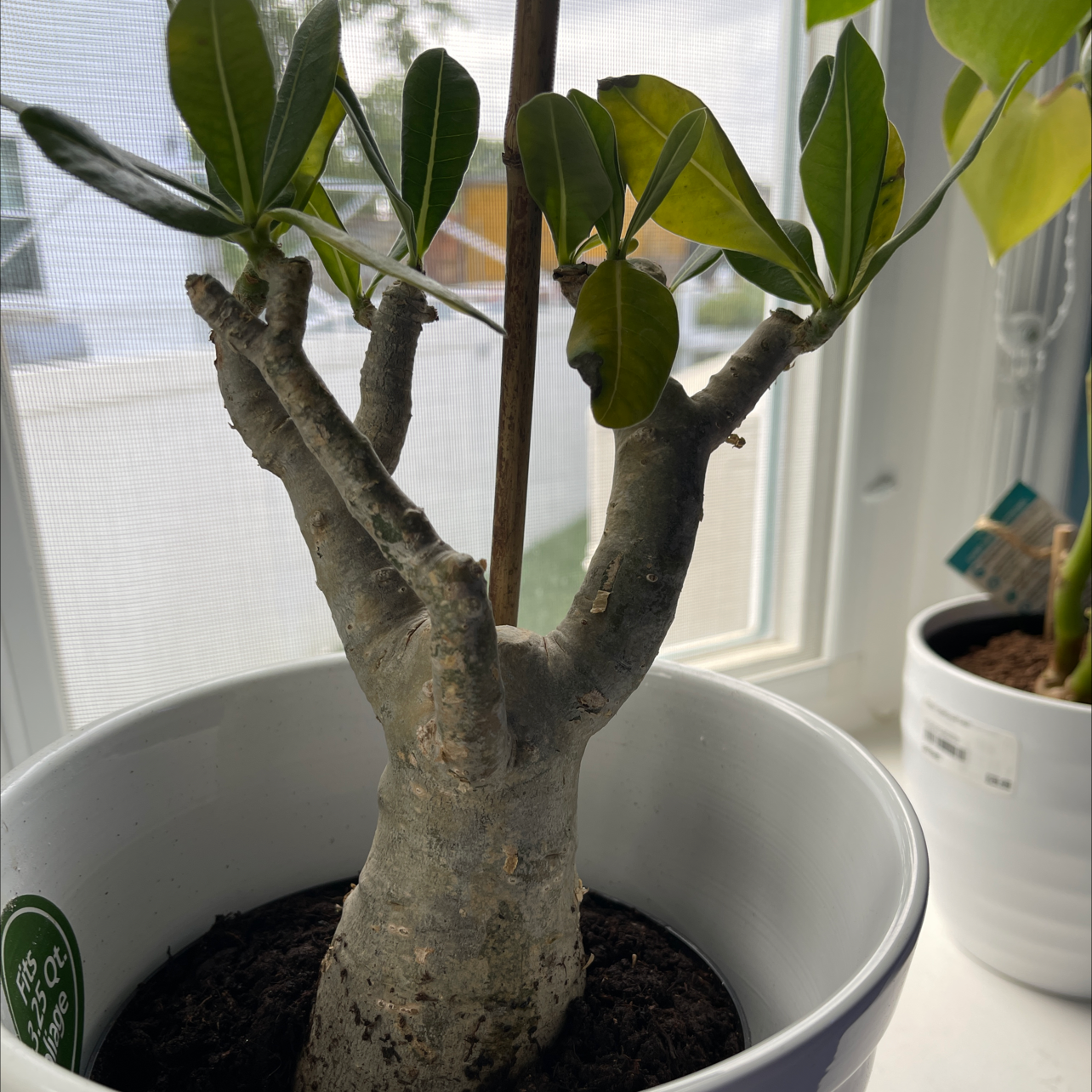 Desert Rose Plant plant photo by Bill named Desert rose￼ on Greg, the plant care app.
