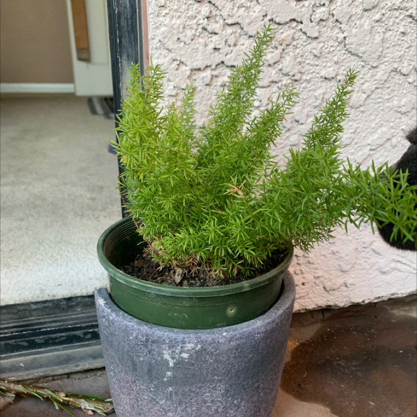 Healthy potted plume asparagus plant with bright green feathery foliage in a grey ceramic pot on a concrete surface.