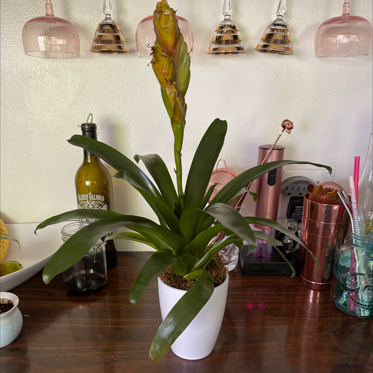 Flaming Sword plant (Vriesea splendens) in a white pot on a wooden surface indoors.