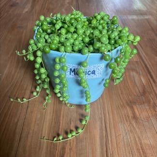 String of Pearls plant in Aloha, Oregon