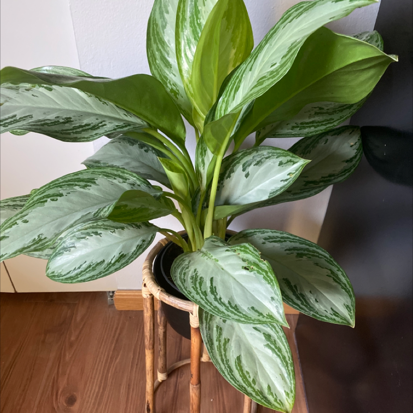 Photo of the plant species Aglaonema 'Silver Bay' by @Billiej named Silver Queen on Greg, the plant care app