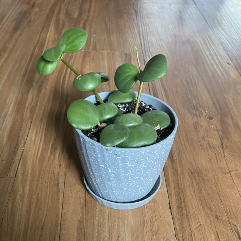 Photo of the plant species Trailing Jade by @Billiej named 3 on Greg, the plant care app