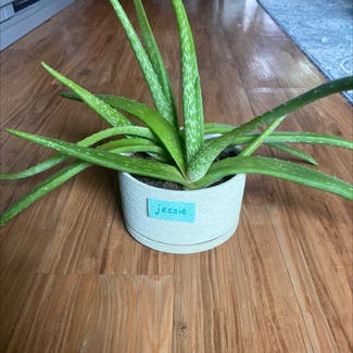 Aloe Vera plant in Aloha, Oregon