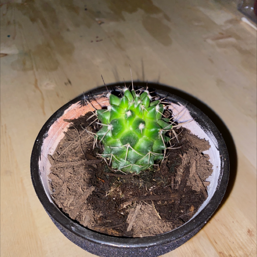 Mother of Hundreds plant photo by Lana named Fred on Greg, the plant care app.