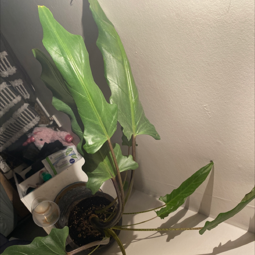 Image of a Purple Sword plant with healthy green leaves in a pot.