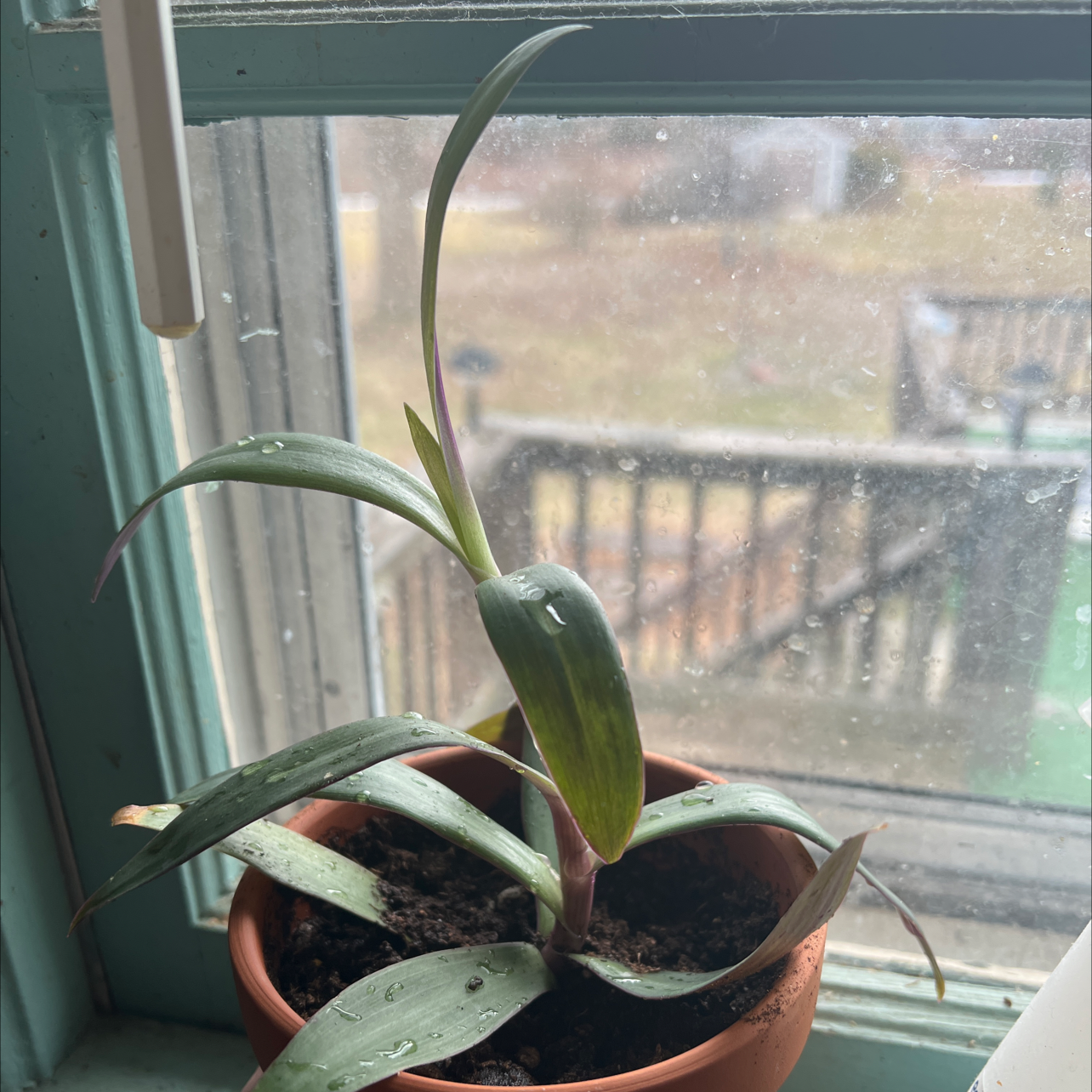 A healthy potted purple heart plant with vibrant purple leaves, growing on a windowsill.
