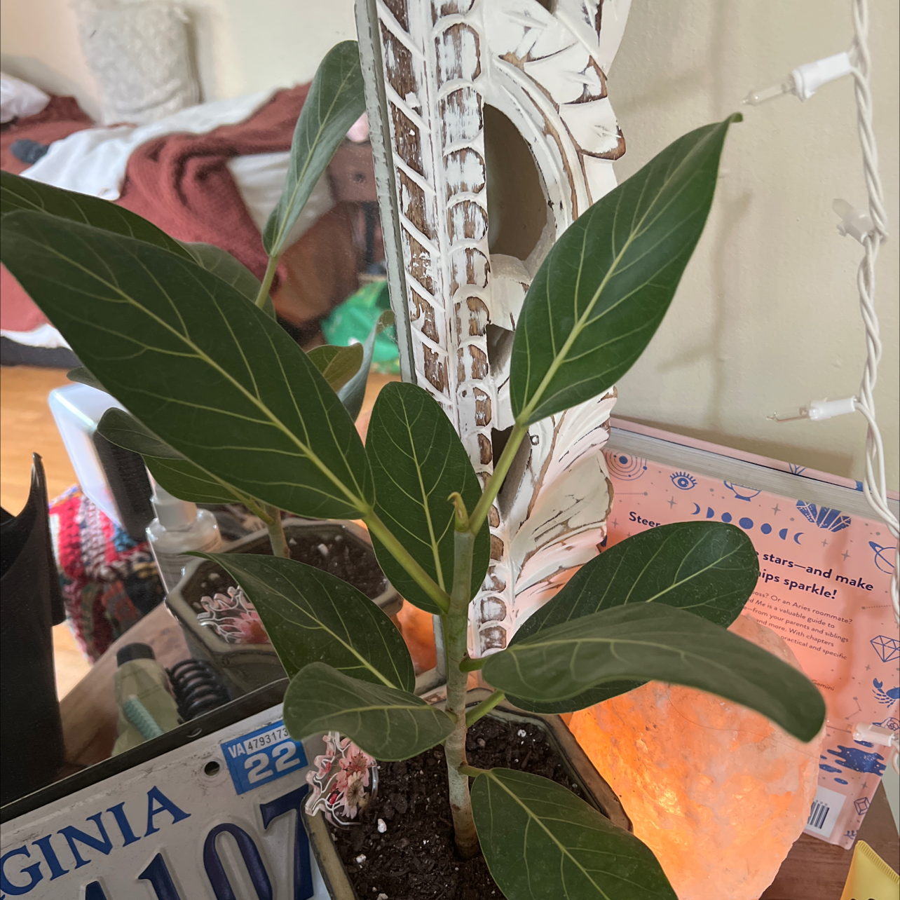 Healthy Audrey Ficus plant with dark green leaves in a pot with visible soil.