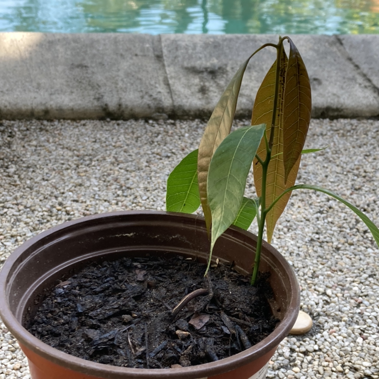 Mango plant photo by @one.day.at.a.time37 named Manny🥭 on Greg, the plant care app.