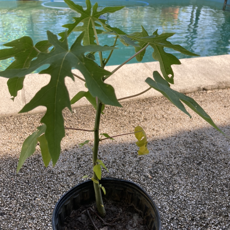 Photo of the plant species Papaya by @one.day.at.a.time37 named Paprika on Greg, the plant care app
