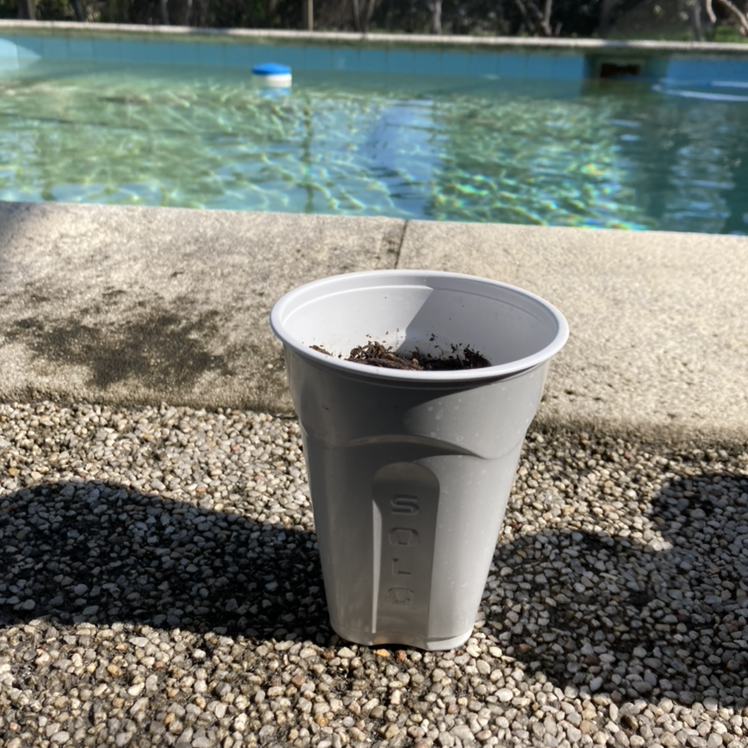 Photo of the plant species American Blueberry by @one.day.at.a.time37 named Flora Blue on Greg, the plant care app