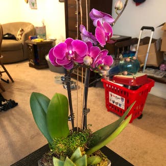 Phalaenopsis Orchid plant in Metairie, Louisiana