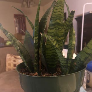 Snake Plant plant in Metairie, Louisiana