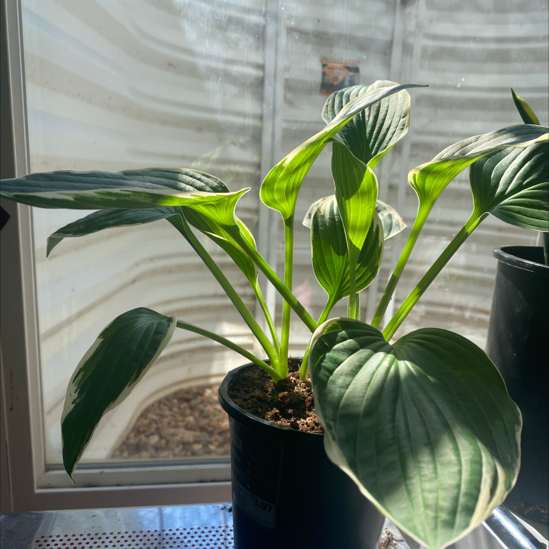 Photo of the plant species Plantain Lily by Angela named Your plant on Greg, the plant care app