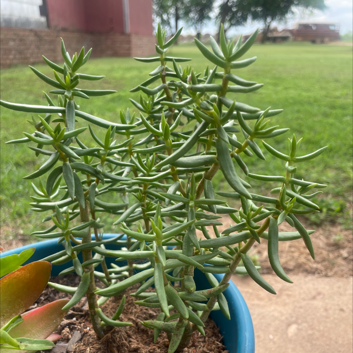 Miniature Pine Tree plant photo by @Nyarl3thot3p named Pokey on Greg, the plant care app.