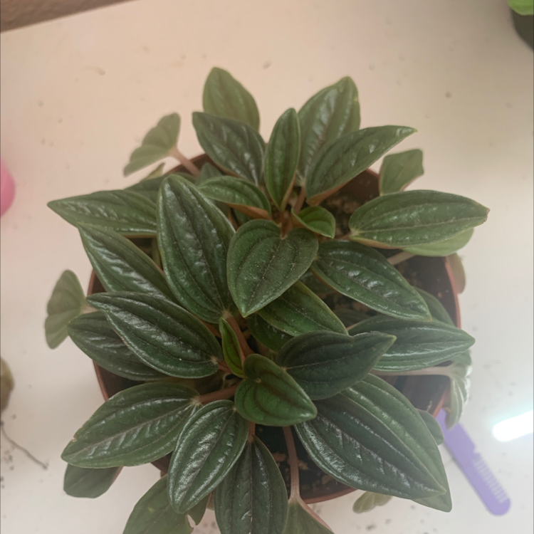 Peperomia Caperata plant photo by Natalie named Delilah on Greg, the plant care app.