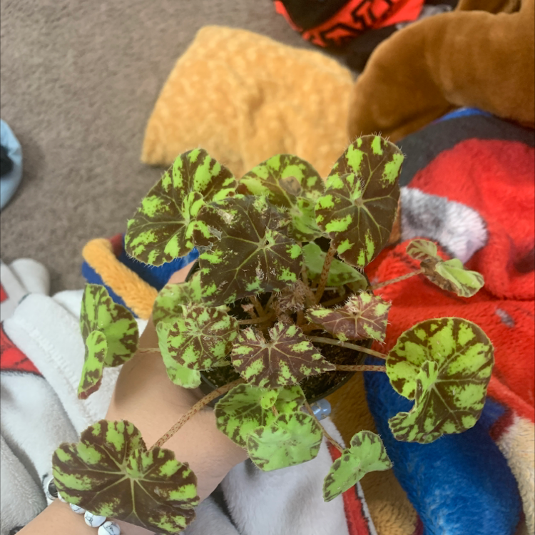 Rex Begonia plant photo by Natalie named Austen on Greg, the plant care app.