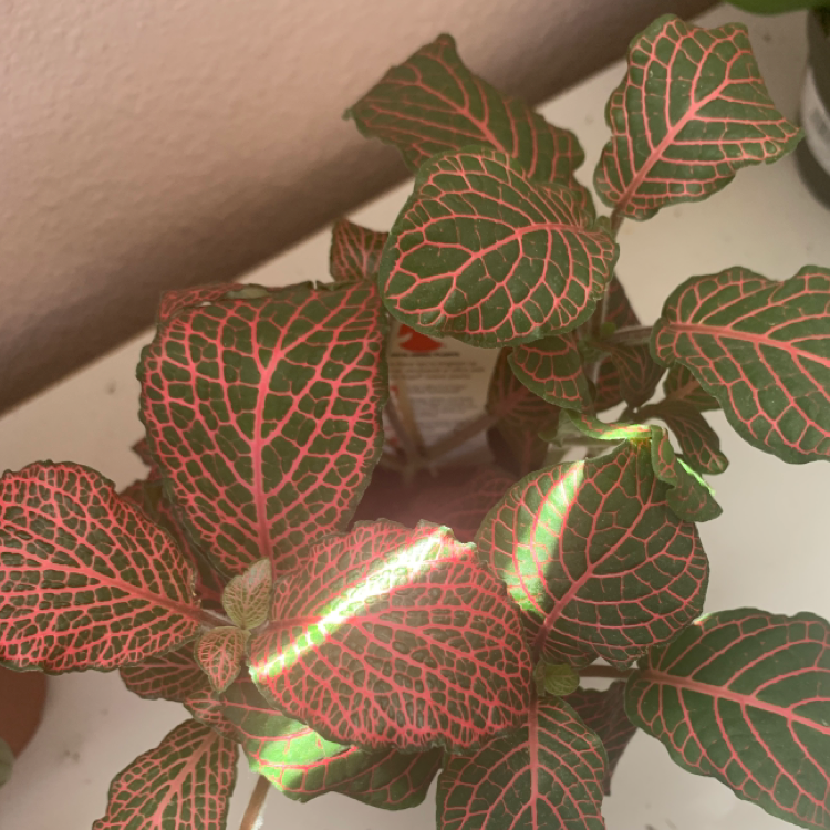 Nerve Plant plant photo by Natalie named Mr plant on Greg, the plant care app.