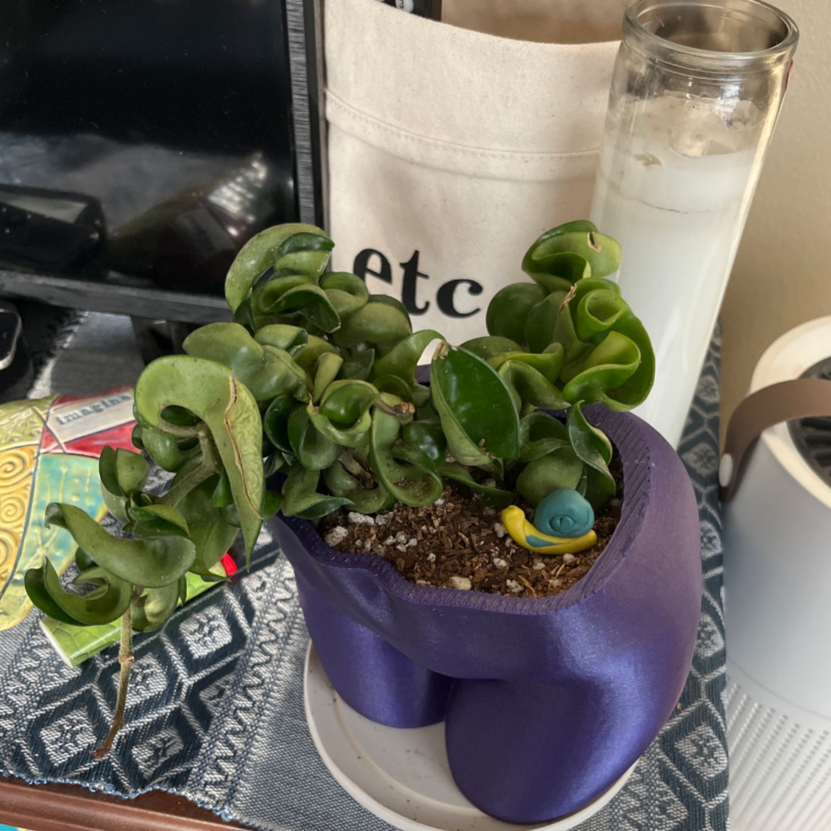 Hoya carnosa 'Compacta' plant in a purple pot with visible soil, placed on a table.