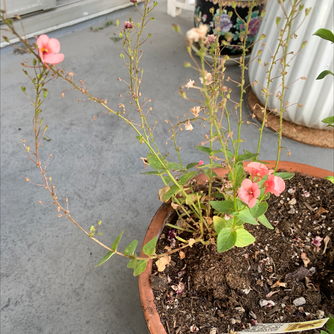 Photo of the plant species Diascia barberae by @angiedon named Flower on Greg, the plant care app
