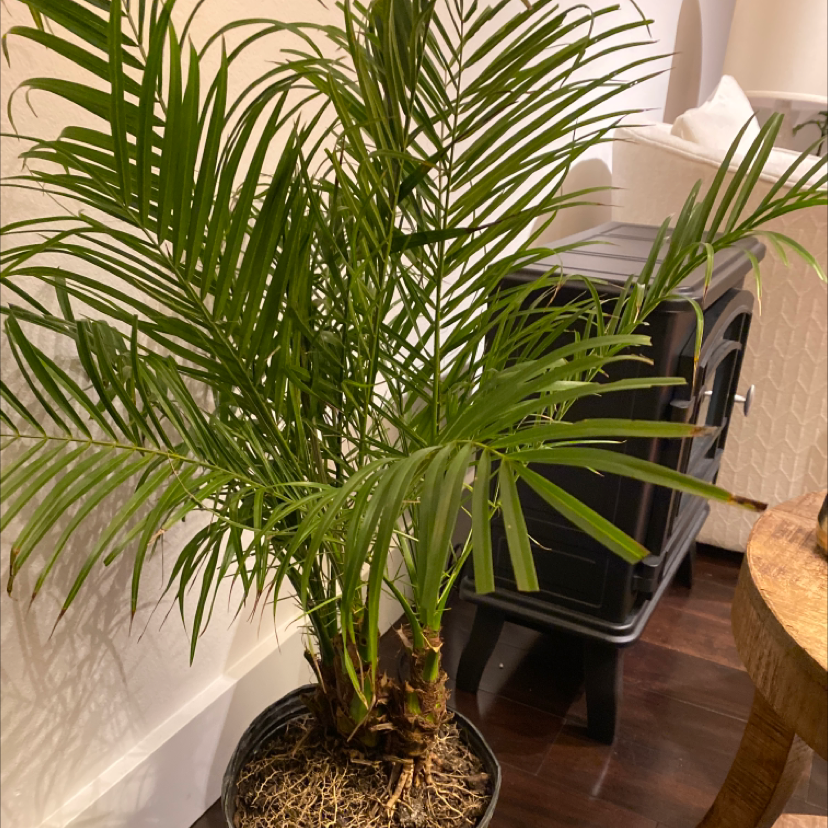 Healthy pygmy date palm houseplant with lush green fronds, situated on a wooden floor next to an interior wall.