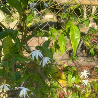Angelwing jasmine plant in DeBary, Florida