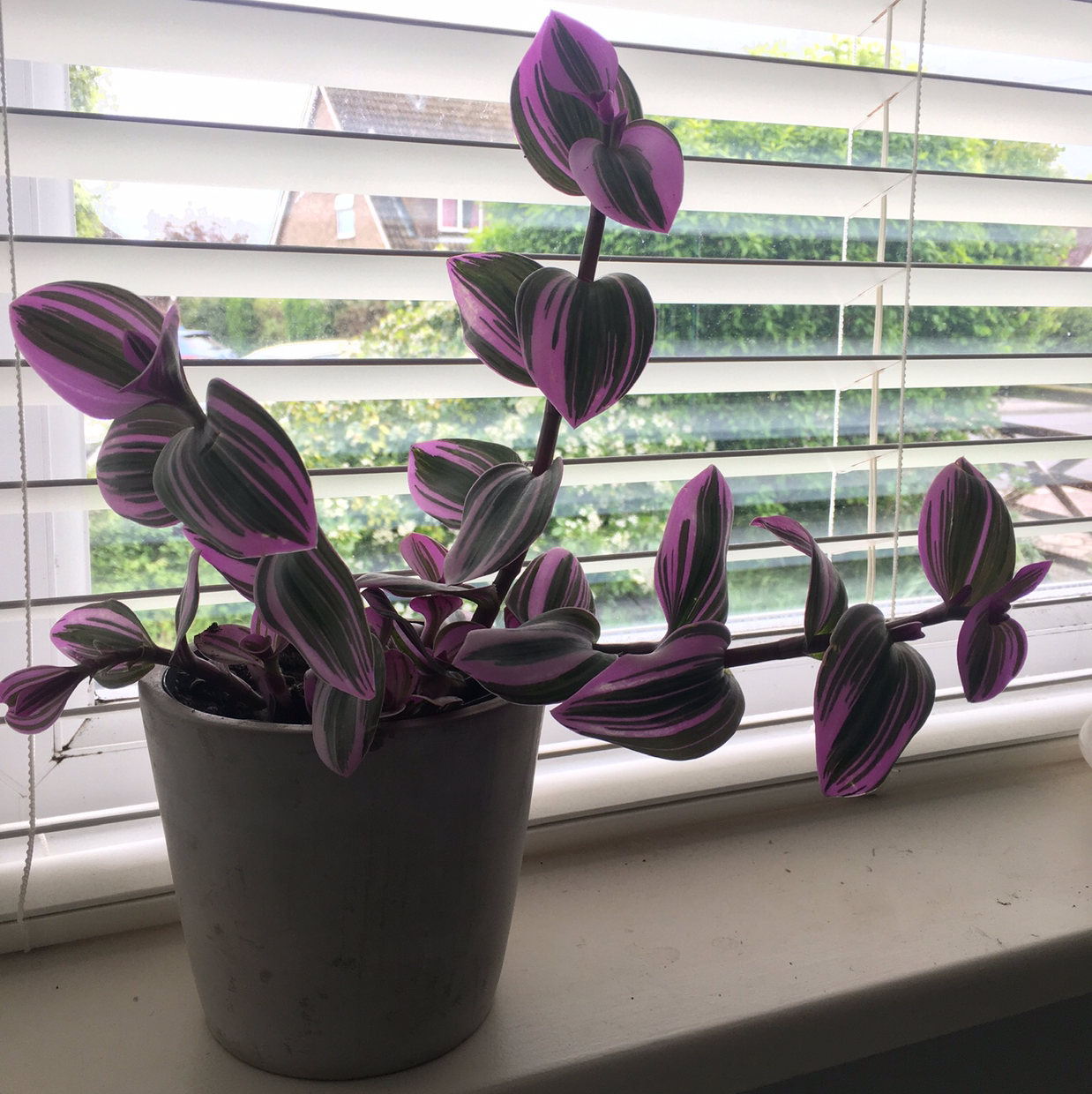 Small-Leaf Spiderwort plant photo by Billie named miss purp on Greg, the plant care app.