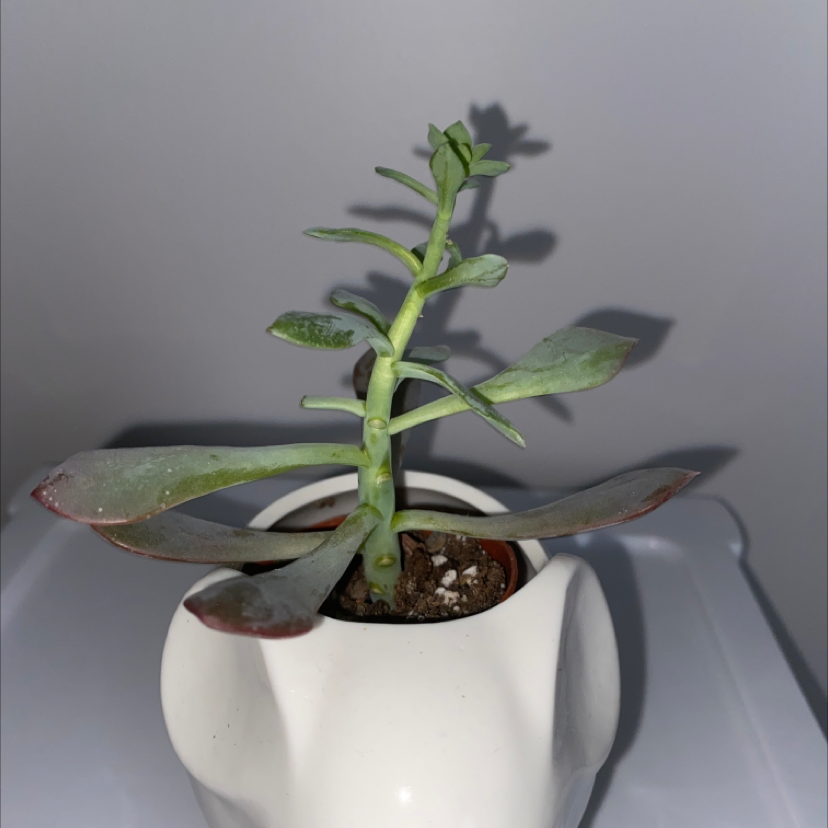 A small succulent plant in a white pot with some browning on the leaf edges.