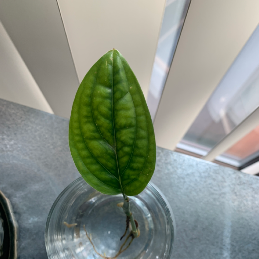 Monstera pinnatipartita leaf in a glass container with water, vibrant green and healthy.