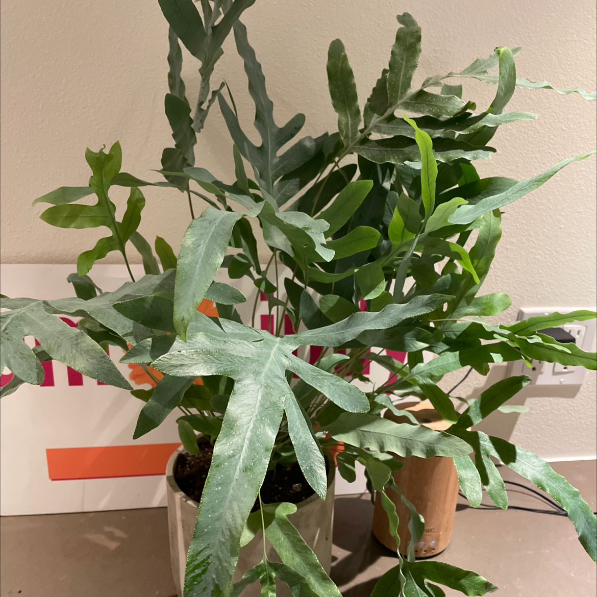 Blue Star Fern with vibrant green fronds in a pot, partially visible soil.