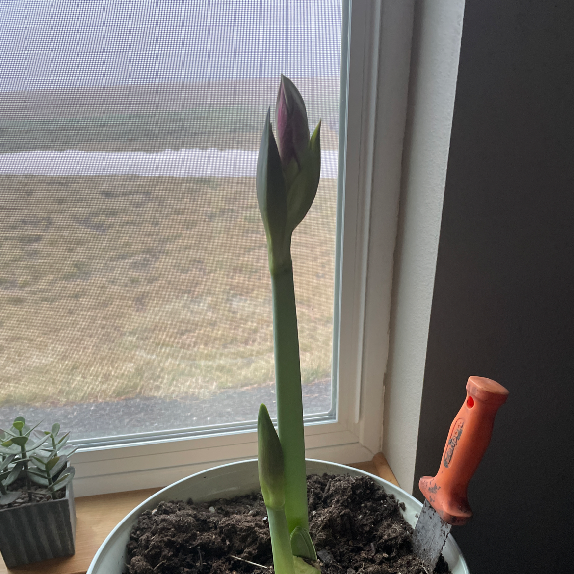 Paperwhite plant in a pot near a window, with a visible bud and gardening tool.