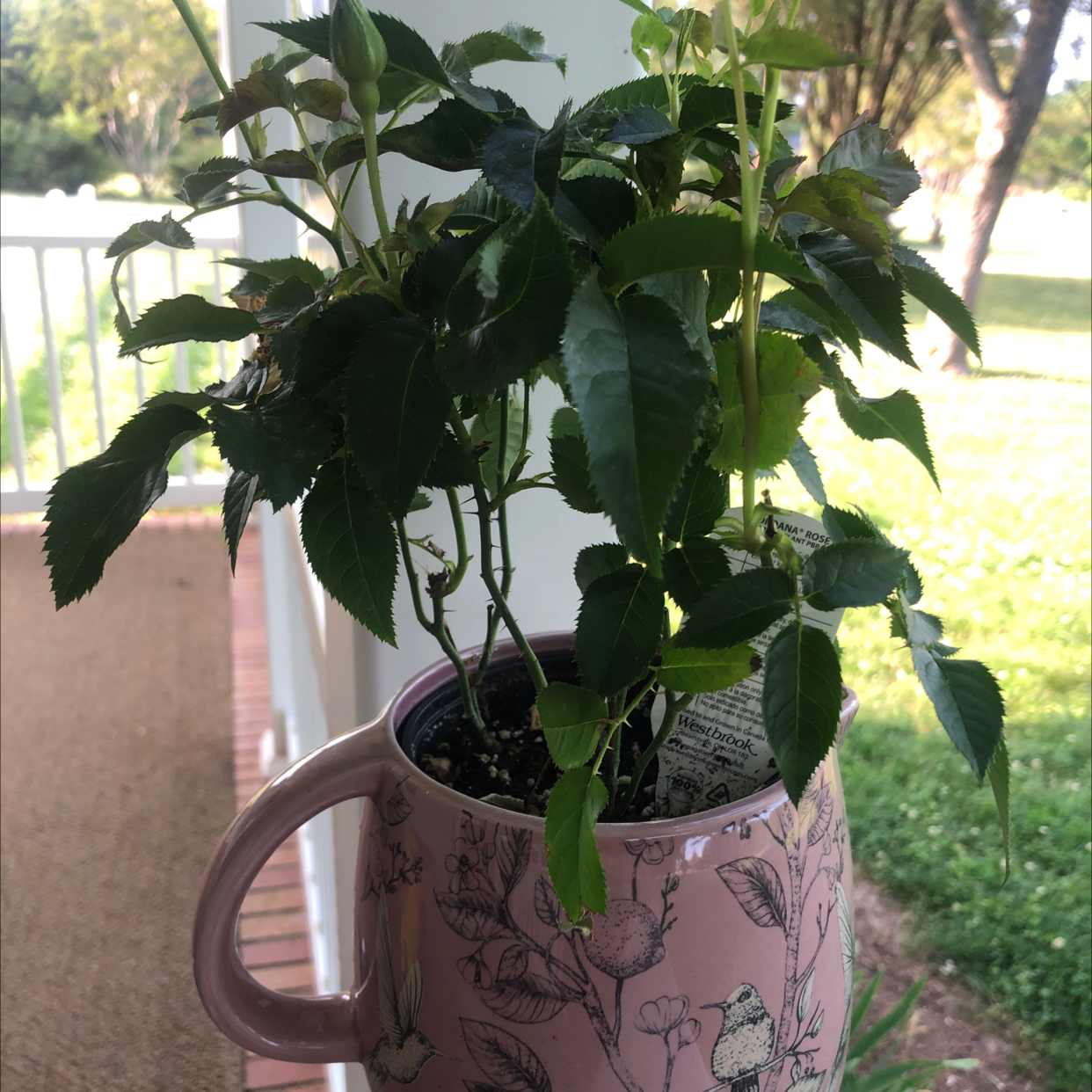 Dog Rose plant in a decorative mug on a porch with a garden view.