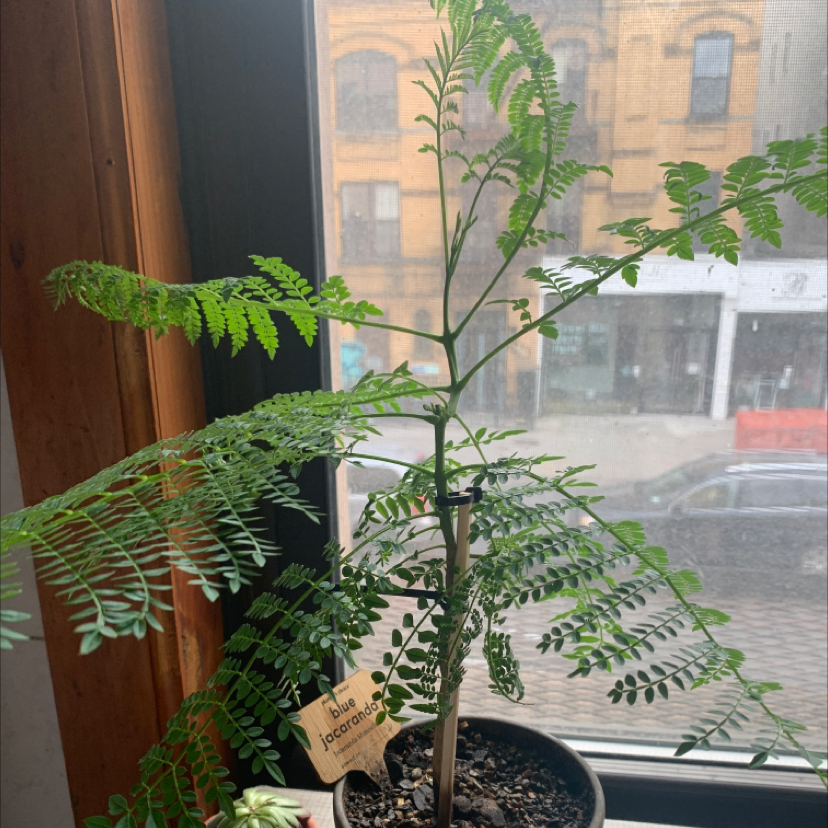 Jacaranda Is Not Toxic To Humans