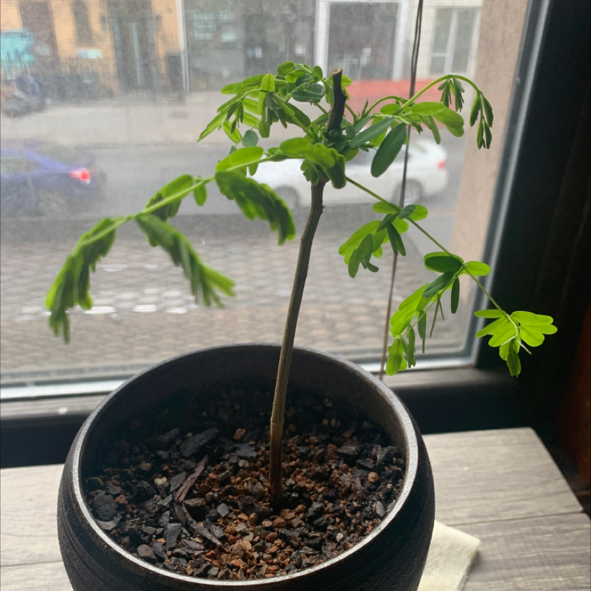 Potted Dwarf Poinciana plant with healthy green leaves and visible soil.