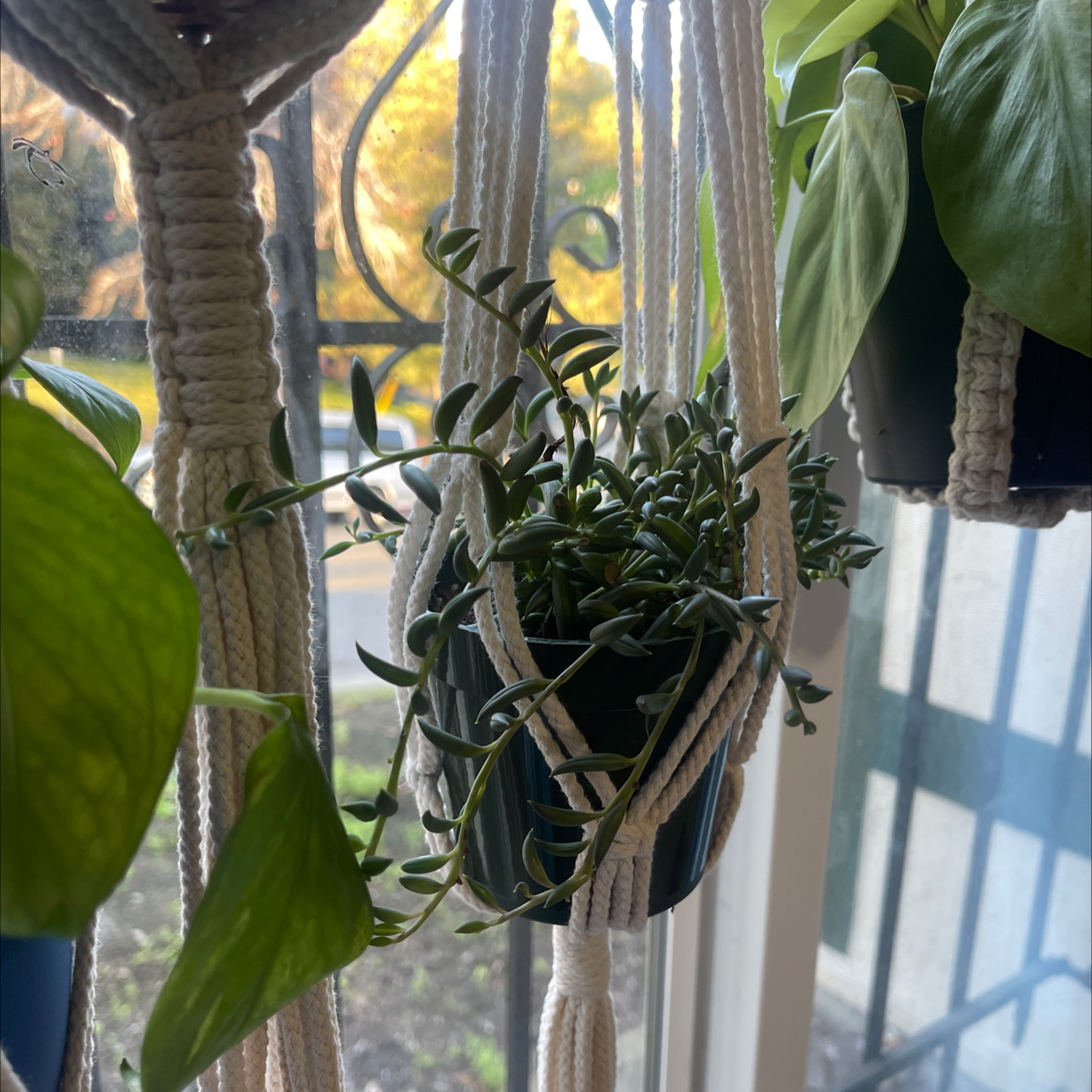 Healthy string of bananas plant with lush green foliage cascading from a hanging macrame planter in a well-lit area.