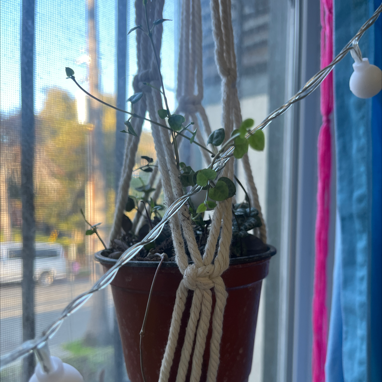 String of Hearts plant in a hanging pot near a window, healthy with heart-shaped leaves.