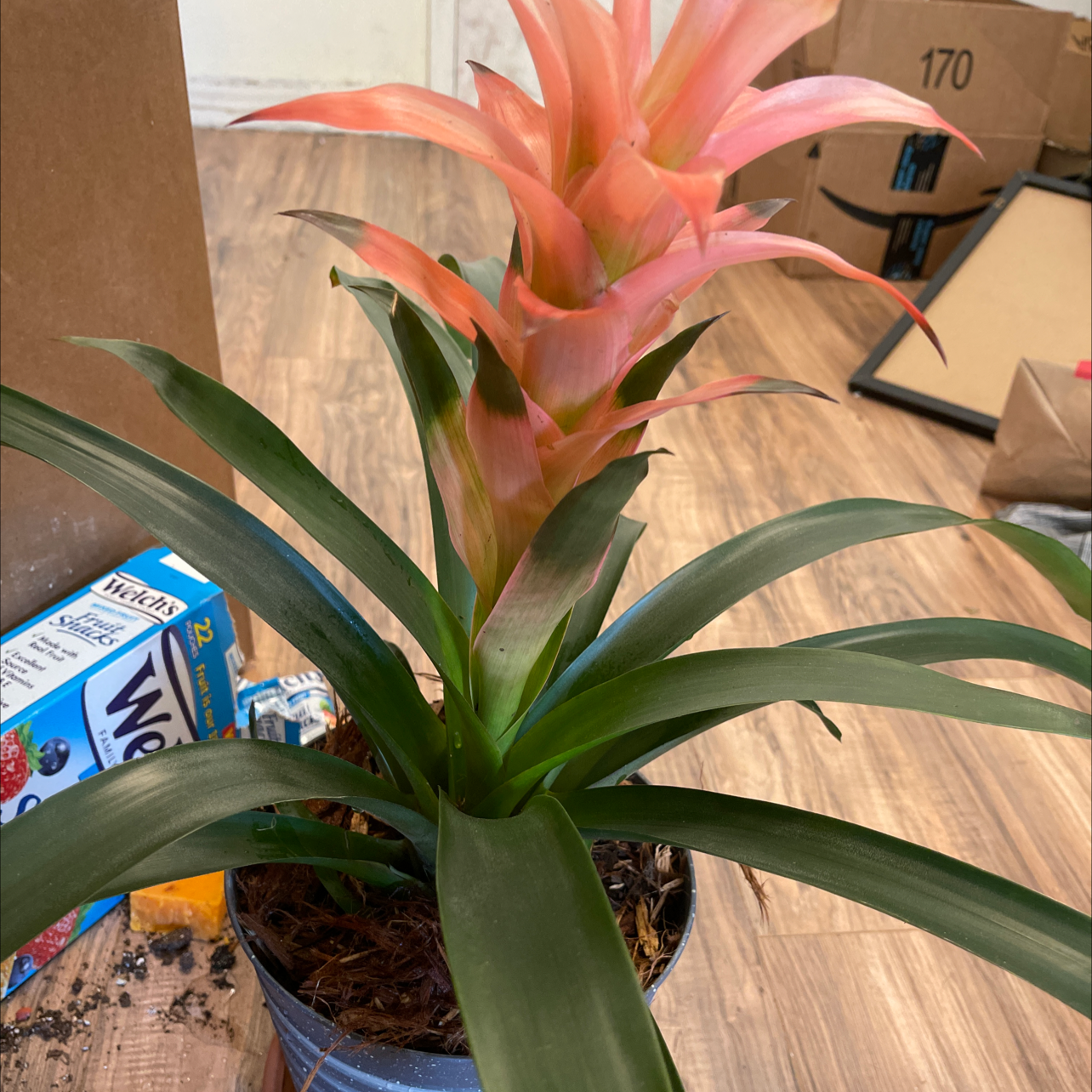 Healthy pink and green bromeliad plant, likely a Guzmania lingulata or Droophead Tufted Airplant, in a home setting.