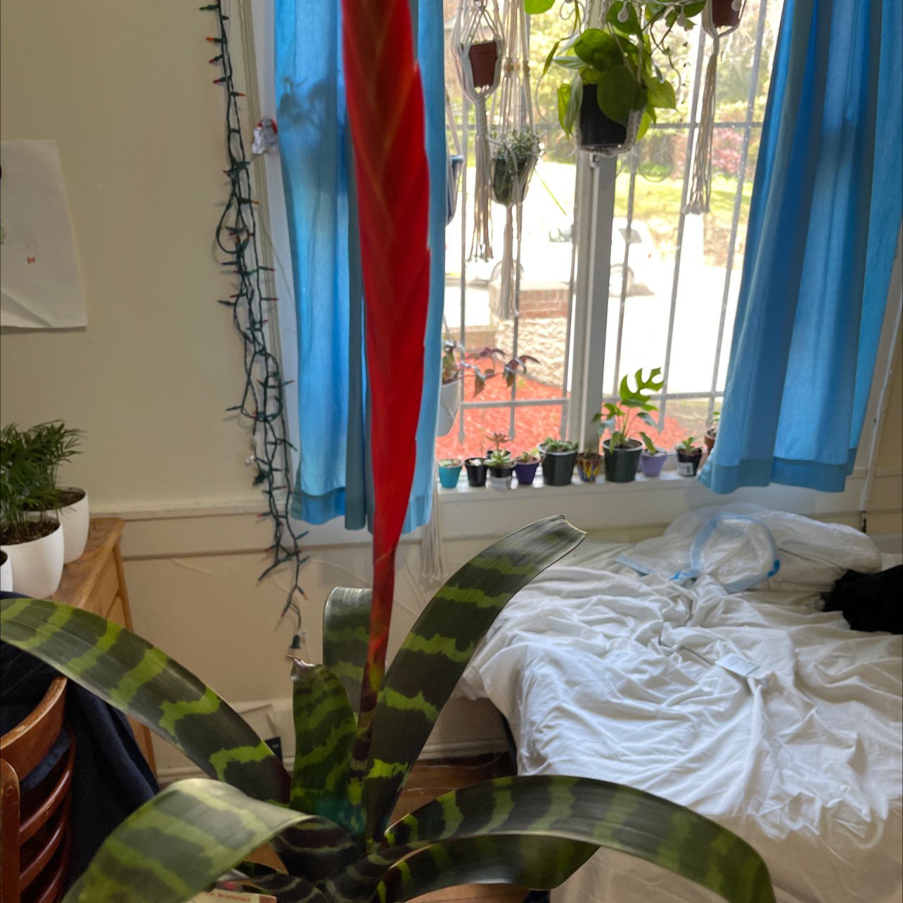 Flaming Sword Bromeliad with a red inflorescence in a room with other plants and a window in the background.