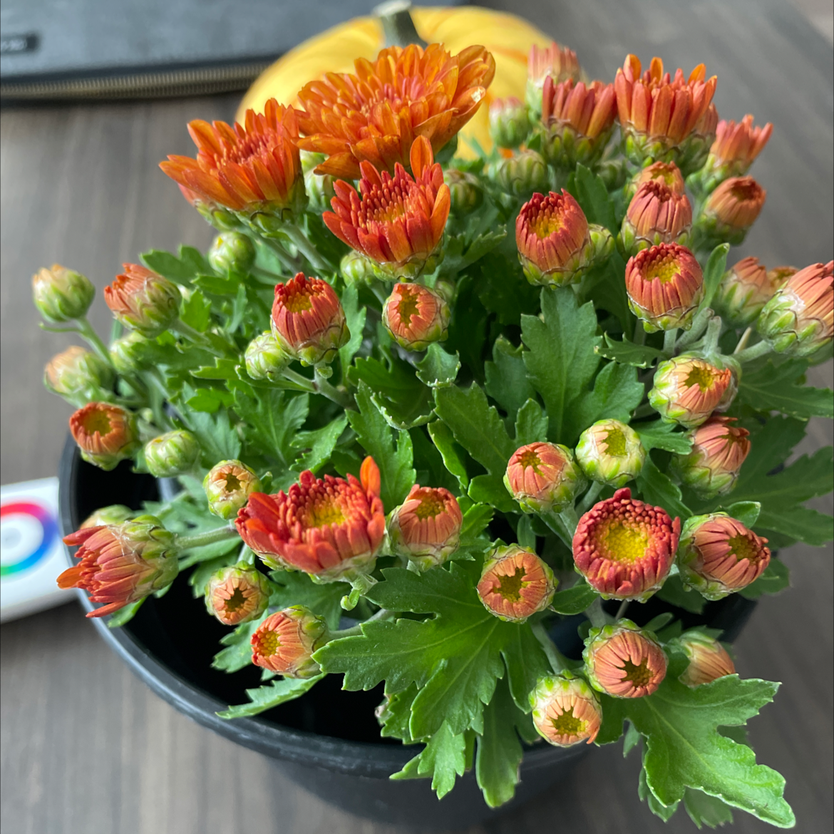 Photo of the plant species Callistephus Chinensis by Kayla named Pumpkin on Greg, the plant care app